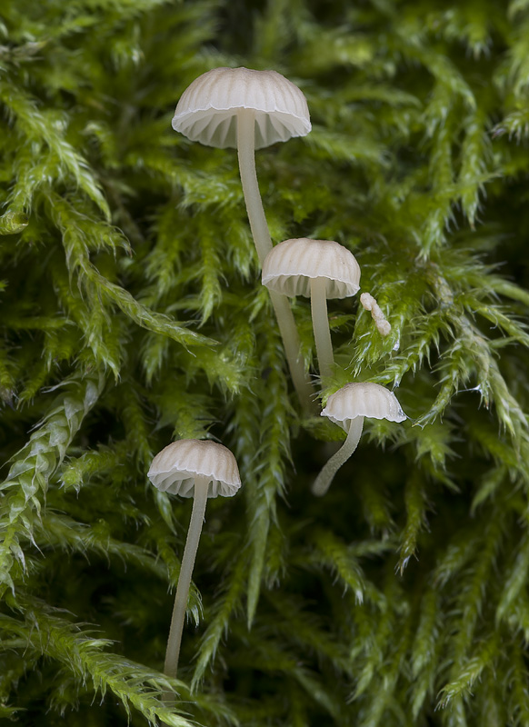 Mycena speirea